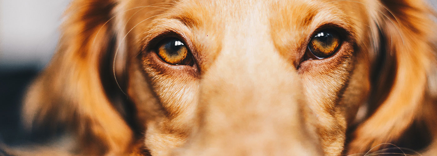 Animal Ophthalmology Clinic | Animal Eye Specialists in Dallas, Texas – Eye  disease veterinarians: diagnosis, treatment and surgery of the eye for DFW  pets