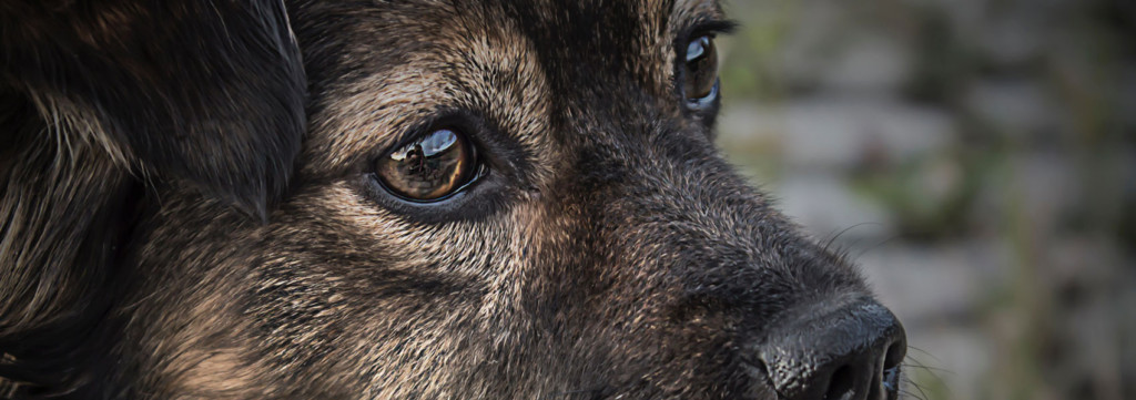 Dog Eye Registry – Animal Ophthalmology Clinic | Animal Eye Specialists in  Dallas, Texas
