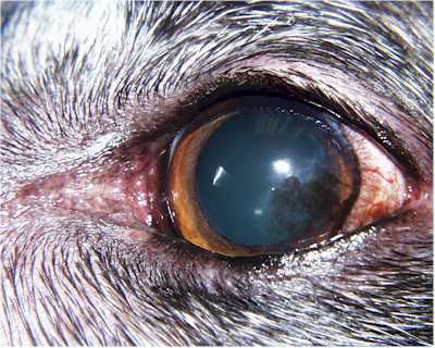 Cornea with Chronic Superficial Keratitis in Dog – Animal Ophthalmology ...