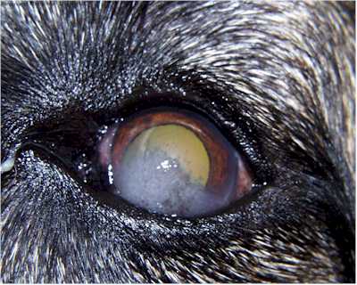 Cornea with Chronic Superficial Keratitis in Dog – Animal Ophthalmology ...