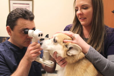 Services – Animal Ophthalmology Clinic | Animal Eye Specialists in Dallas,  Texas